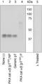 PKACA antibody, 44-988A, Invitrogen Antibodies, Western Blot image 