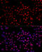 X-Ray Repair Cross Complementing 4 antibody, 16-747, ProSci, Immunofluorescence image 