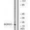 CDC42 Effector Protein 5 antibody, A14184, Boster Biological Technology, Western Blot image 