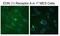 Endothelin Receptor Type A antibody, NB600-836, Novus Biologicals, Immunofluorescence image 