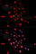 Jun Proto-Oncogene, AP-1 Transcription Factor Subunit antibody, AP0048, ABclonal Technology, Immunofluorescence image 