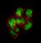 Coagulation Factor VII antibody, MAB2338, R&D Systems, Immunocytochemistry image 