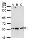 Aspartyl-TRNA Synthetase antibody, PA5-27892, Invitrogen Antibodies, Western Blot image 