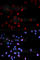 c-Myc antibody, AP0082, ABclonal Technology, Immunofluorescence image 
