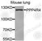 Protein Phosphatase 4 Regulatory Subunit 4 antibody, A8505, ABclonal Technology, Western Blot image 