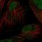 Tubulin Gamma Complex Associated Protein 2 antibody, HPA037885, Atlas Antibodies, Immunofluorescence image 