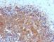 BAX antibody, V7127IHC-7ML, NSJ Bioreagents, Immunohistochemistry frozen image 