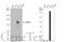 LIM And Calponin Homology Domains 1 antibody, GTX108649, GeneTex, Western Blot image 