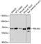 Protein Kinase AMP-Activated Catalytic Subunit Alpha 2 antibody, A01420, Boster Biological Technology, Western Blot image 