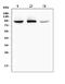 RAS Protein Activator Like 1 antibody, A06423-2, Boster Biological Technology, Western Blot image 