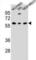 C-Type Lectin Domain Containing 17A antibody, abx030208, Abbexa, Western Blot image 