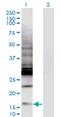 CAMP Responsive Element Binding Protein Like 2 antibody, H00001389-M04, Novus Biologicals, Western Blot image 