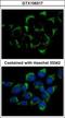 Intraflagellar Transport 74 antibody, GTX106317, GeneTex, Immunocytochemistry image 
