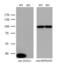 Annexin A1 antibody, NBP2-02357, Novus Biologicals, Western Blot image 
