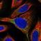 Mitochondrial Ribosomal Protein S10 antibody, NBP1-83847, Novus Biologicals, Immunofluorescence image 