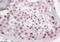 Pescadillo homolog antibody, orb18841, Biorbyt, Immunohistochemistry paraffin image 