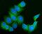 FKBP Prolyl Isomerase 10 antibody, A05217-1, Boster Biological Technology, Immunofluorescence image 