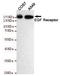 EGFR antibody, STJ99230, St John
