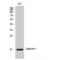 Galectin 1 antibody, LS-C383632, Lifespan Biosciences, Western Blot image 