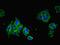 Progestin And AdipoQ Receptor Family Member 5 antibody, orb38669, Biorbyt, Immunofluorescence image 