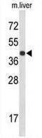 Centromere Protein K antibody, AP50856PU-N, Origene, Western Blot image 