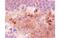 Neuropeptide Y antibody, MBS838567, MyBioSource, Immunohistochemistry paraffin image 