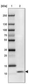 Secreted LY6/PLAUR Domain Containing 1 antibody, PA5-62280, Invitrogen Antibodies, Western Blot image 