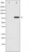 PHF-tau antibody, TA325675, Origene, Western Blot image 