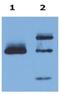 HLA class I histocompatibility antigen, alpha chain G antibody, NB500-314, Novus Biologicals, Immunoprecipitation image 