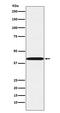 P2Y purinoceptor 6 antibody, M10087-1, Boster Biological Technology, Western Blot image 