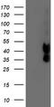Decaprenyl-diphosphate synthase subunit 2 antibody, TA503976S, Origene, Western Blot image 