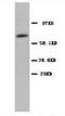 Cyclooxygenase-1 antibody, AP23304PU-N, Origene, Western Blot image 