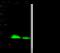 CD3d Molecule antibody, 10981-R138, Sino Biological, Western Blot image 