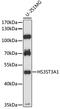 Heparan Sulfate-Glucosamine 3-Sulfotransferase 3A1 antibody, 16-622, ProSci, Western Blot image 