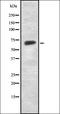KITH_HHV11 antibody, orb337569, Biorbyt, Western Blot image 