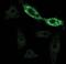 V5 epitope tag antibody, ab9116, Abcam, Immunofluorescence image 