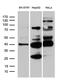 Translocase Of Inner Mitochondrial Membrane 50 antibody, M10056, Boster Biological Technology, Western Blot image 