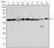 Forkhead Box D3 antibody, AM06554SU-N, Origene, Western Blot image 