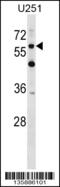 CSPG5 antibody, 58-796, ProSci, Western Blot image 