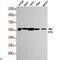Protein Phosphatase 5 Catalytic Subunit antibody, LS-C813090, Lifespan Biosciences, Western Blot image 