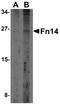 BAX antibody, orb4655, Biorbyt, Western Blot image 