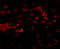 Matrilin 4 antibody, 5115, ProSci Inc, Immunofluorescence image 