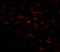 BCL2 Like 11 antibody, PM-4819, ProSci, Immunofluorescence image 