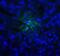 T Cell Immunoreceptor With Ig And ITIM Domains antibody, SD8824, ProSci Inc, Immunofluorescence image 