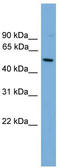 HLA class I histocompatibility antigen, alpha chain F antibody, TA331070, Origene, Western Blot image 