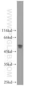 NADH dehydrogenase [ubiquinone] flavoprotein 1, mitochondrial antibody, 11238-1-AP, Proteintech Group, Western Blot image 