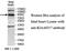 Apoptosis Resistant E3 Ubiquitin Protein Ligase 1 antibody, MBS415909, MyBioSource, Western Blot image 