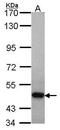 Pleckstrin And Sec7 Domain Containing 3 antibody, PA5-28627, Invitrogen Antibodies, Western Blot image 