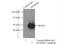 Homer protein homolog 1 antibody, 12433-1-AP, Proteintech Group, Immunoprecipitation image 