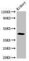 Paralemmin antibody, LS-C678929, Lifespan Biosciences, Western Blot image 